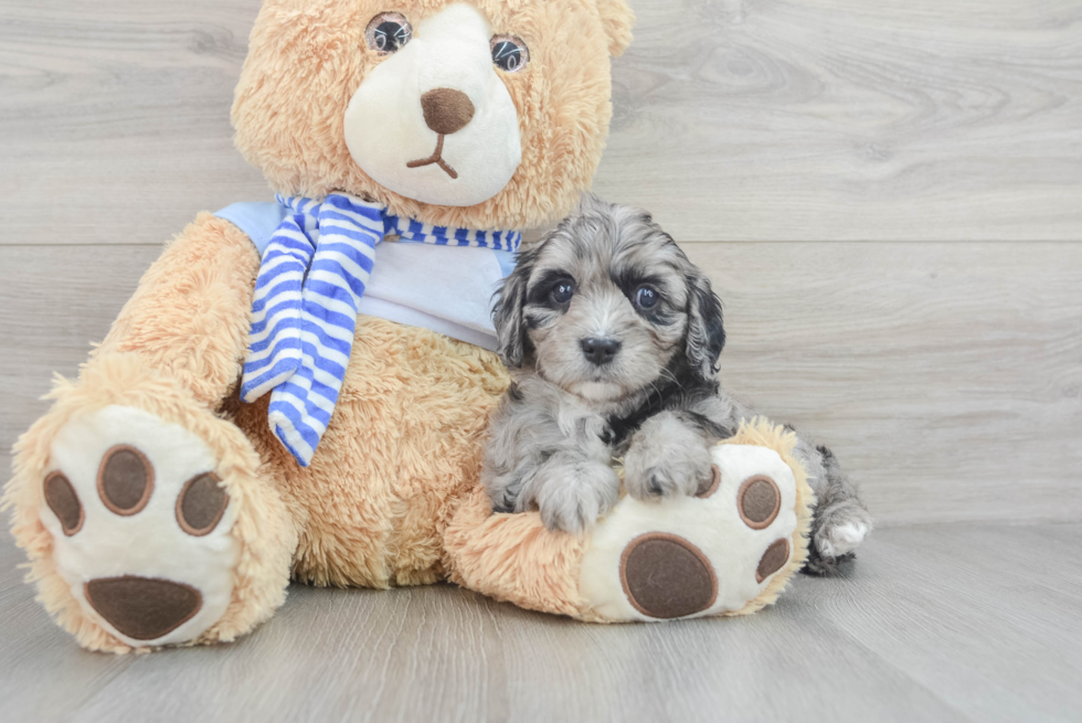 Friendly Cavapoo Baby