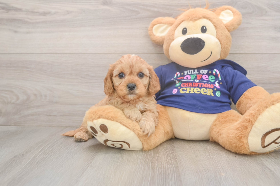 Friendly Cavapoo Baby