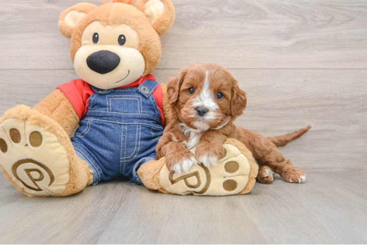 Best Cavapoo Baby