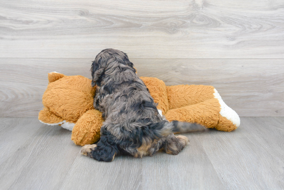 Small Cavapoo Baby