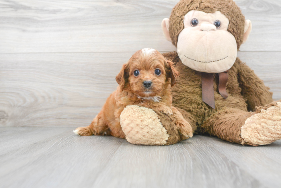 Playful Cavoodle Poodle Mix Puppy