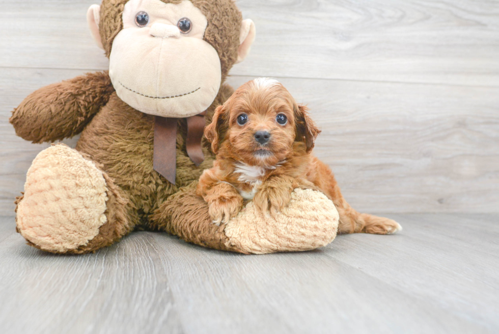 Sweet Cavapoo Baby