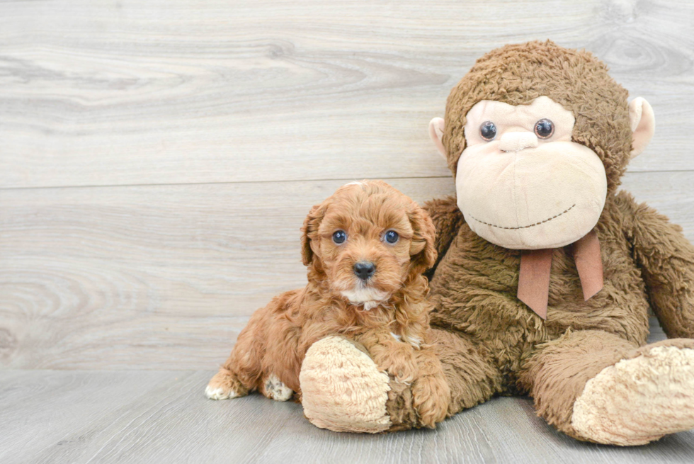 Cavapoo Pup Being Cute