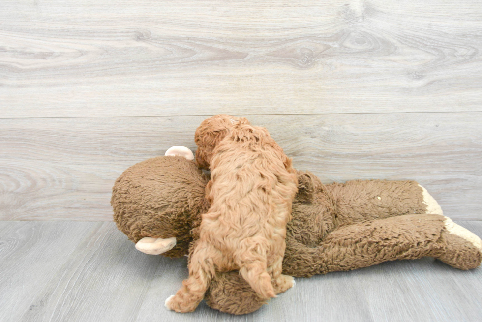 Playful Cavoodle Poodle Mix Puppy