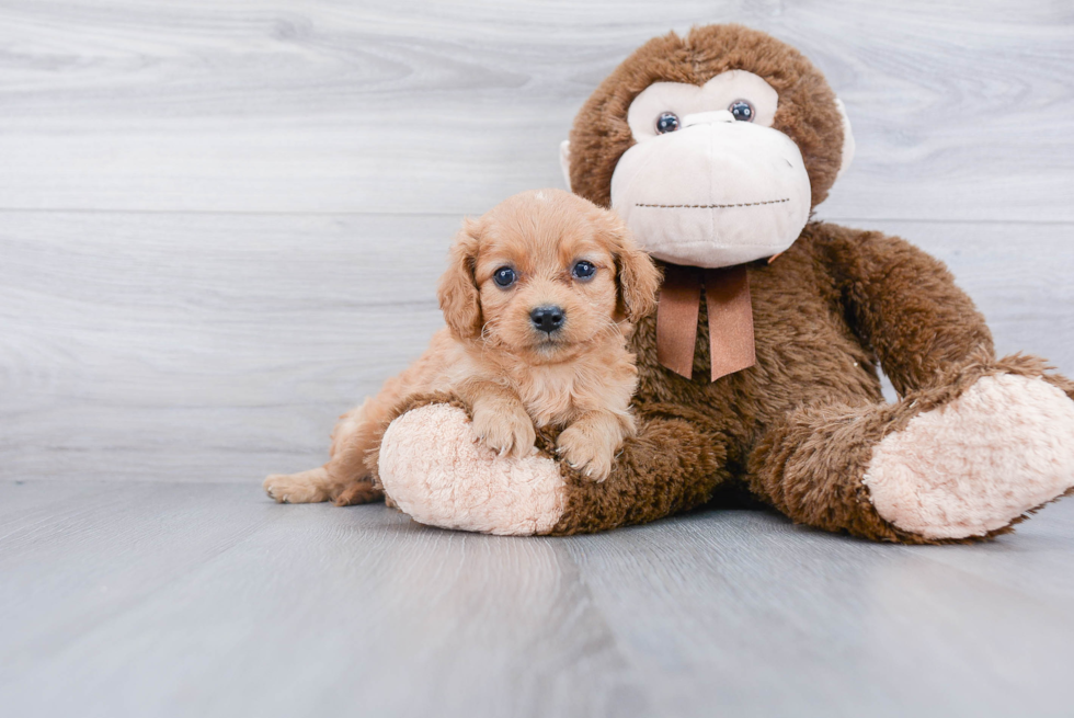 Cute Cavapoo Baby