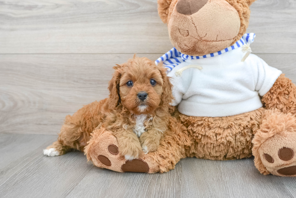 Cavapoo Puppy for Adoption