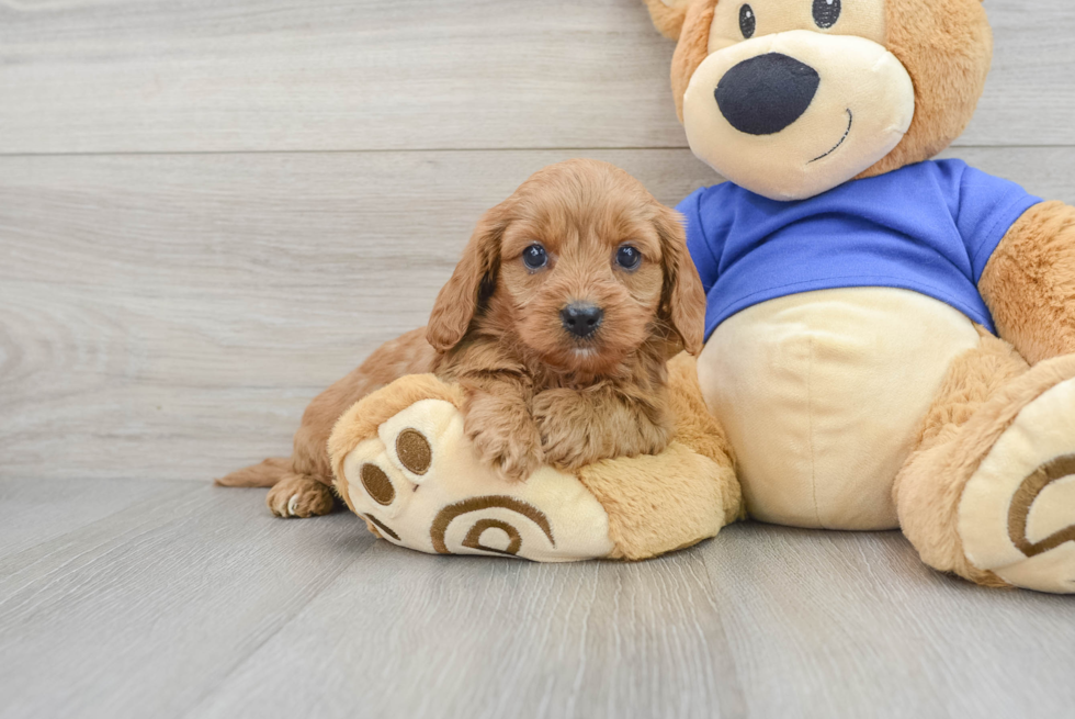 Cavapoo Puppy for Adoption