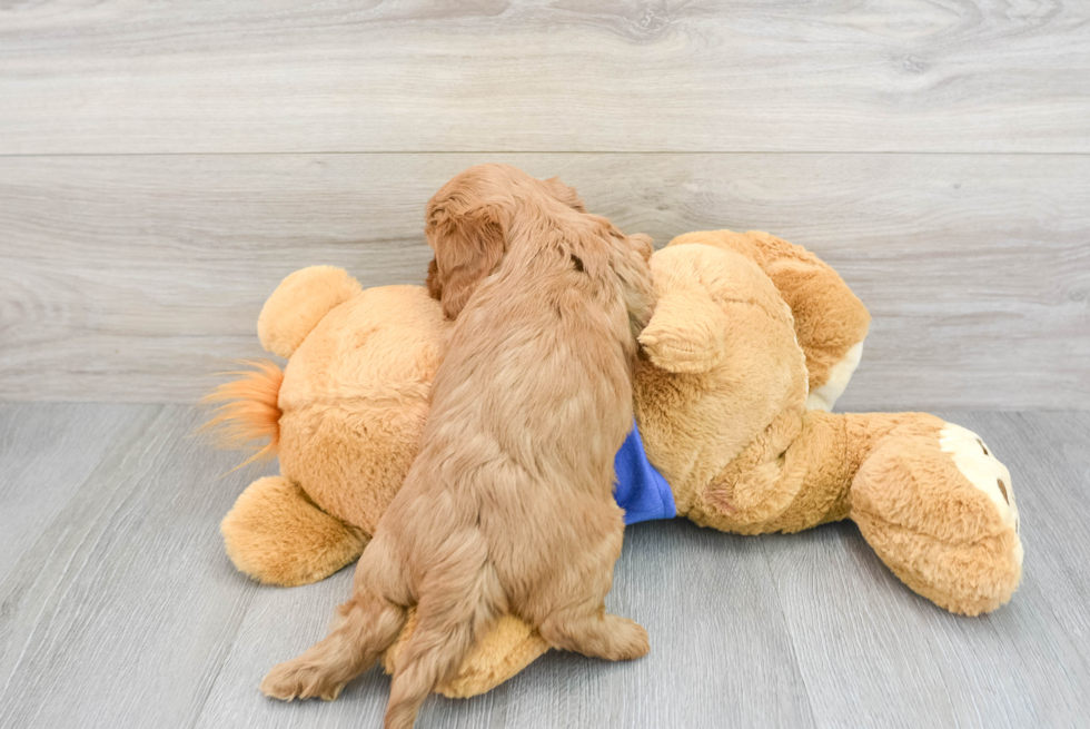 Energetic Cavoodle Poodle Mix Puppy