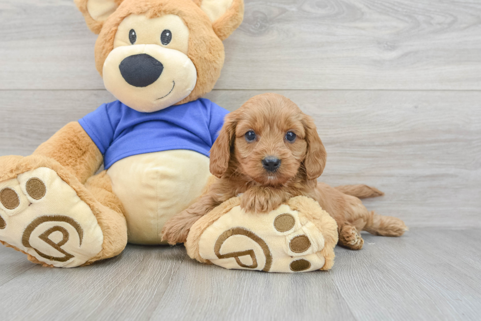 Best Cavapoo Baby