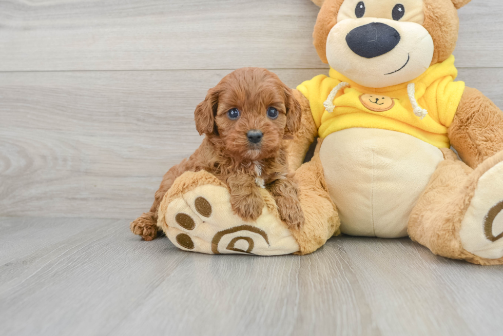 Cavapoo Pup Being Cute