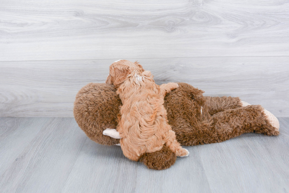 Smart Cavapoo Poodle Mix Pup