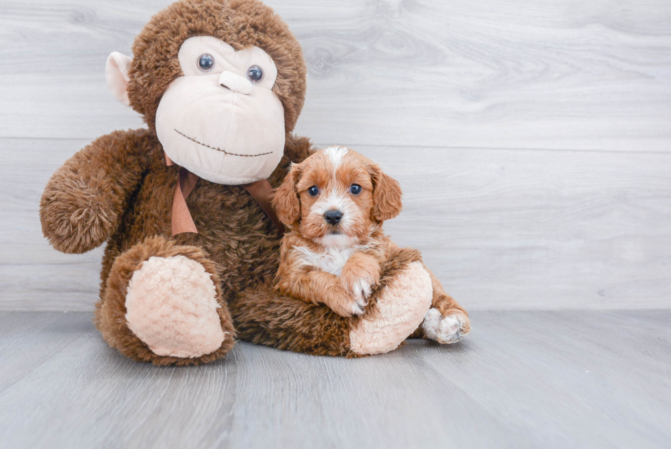 Cavapoo Puppy for Adoption