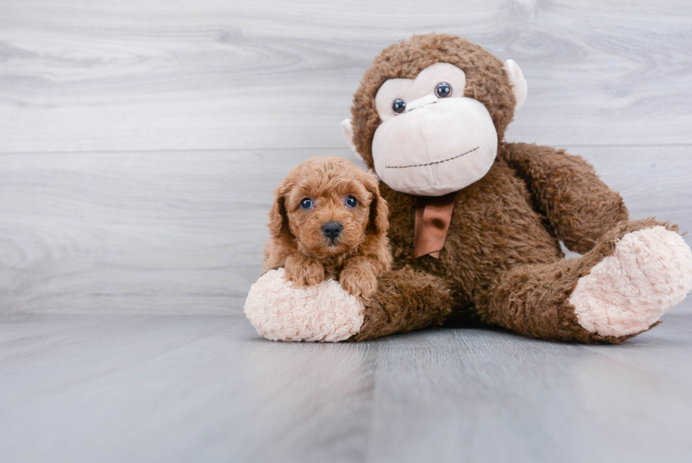 Cavapoo Puppy for Adoption