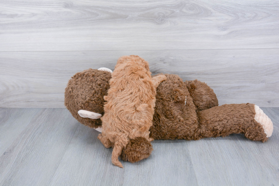 Petite Cavapoo Poodle Mix Pup