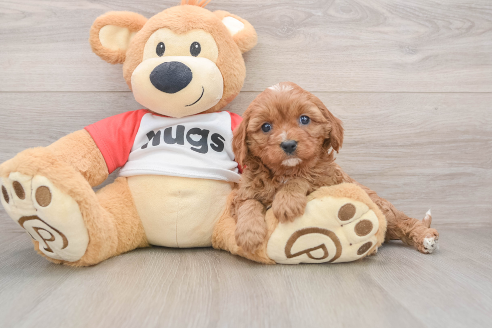Smart Cavapoo Poodle Mix Pup