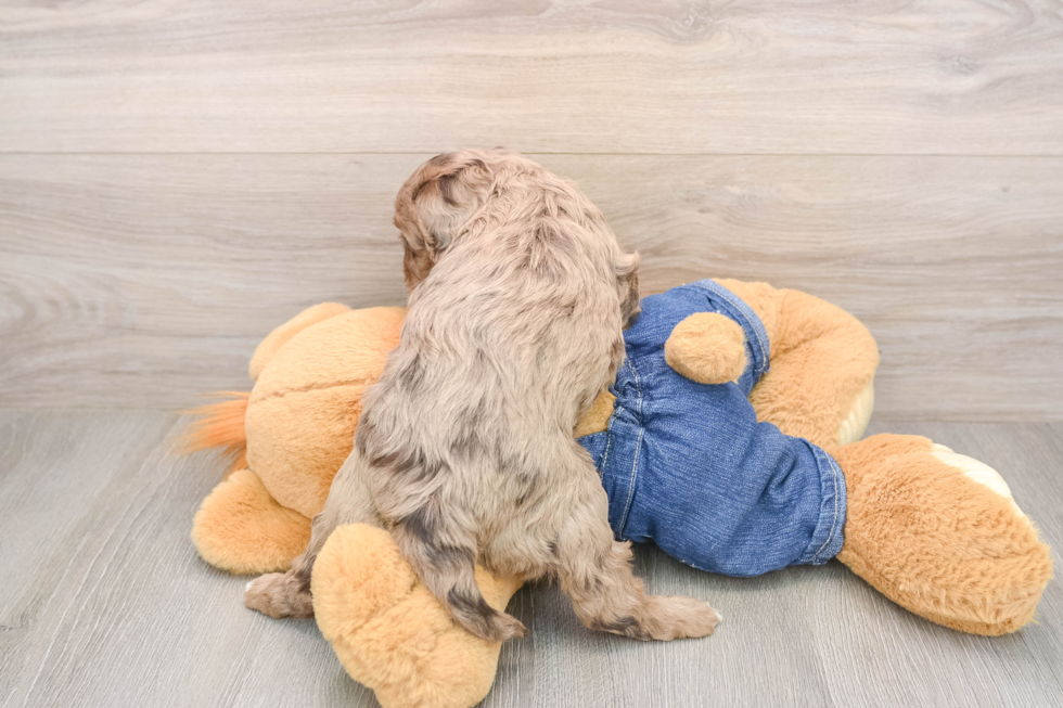 Little Cavipoo Poodle Mix Puppy