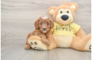 Cavapoo Puppy for Adoption
