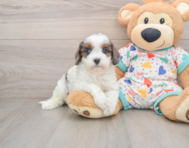 8 week old Cavapoo Puppy For Sale - Premier Pups