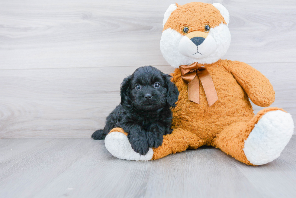 Hypoallergenic Cavoodle Poodle Mix Puppy