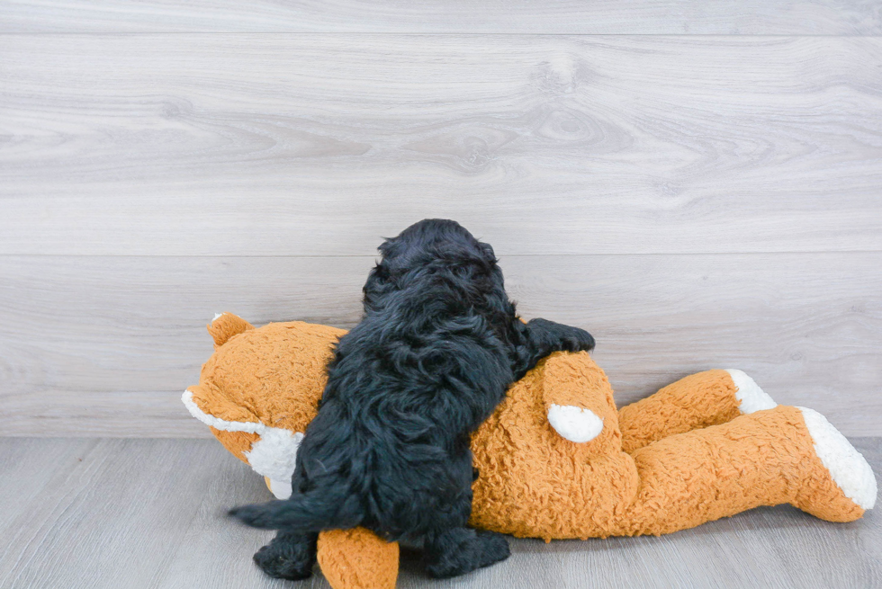 Friendly Cavapoo Baby