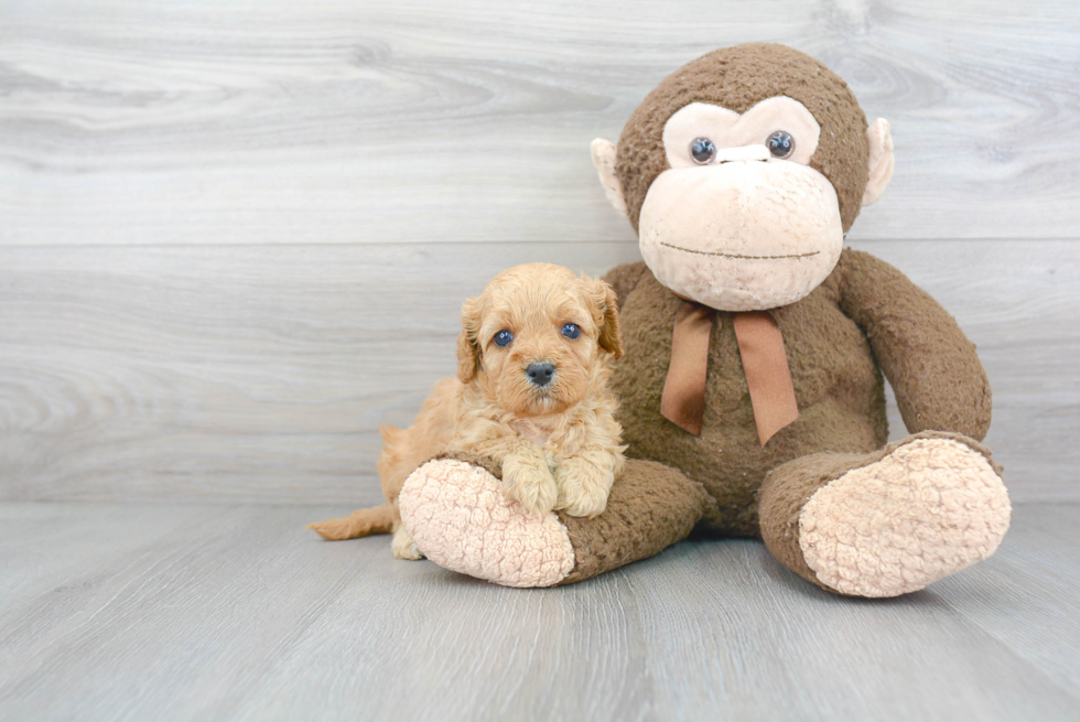 Playful Cavoodle Poodle Mix Puppy