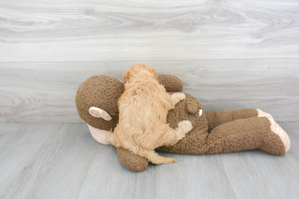 Popular Cavapoo Poodle Mix Pup