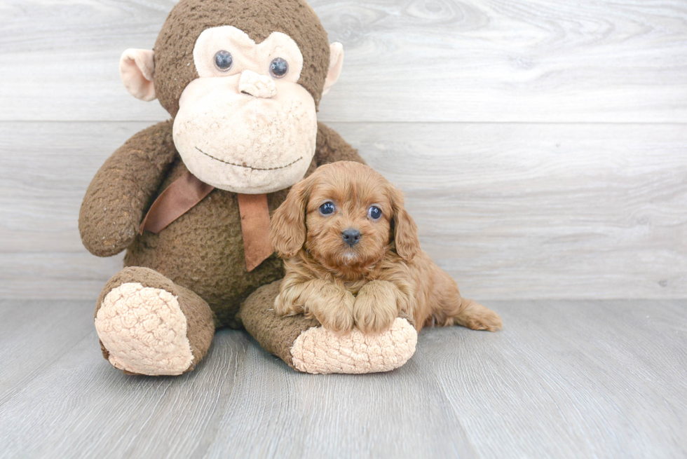Best Cavapoo Baby