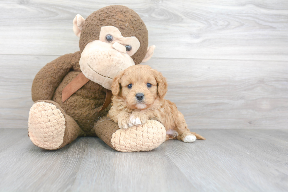 Cavapoo Puppy for Adoption