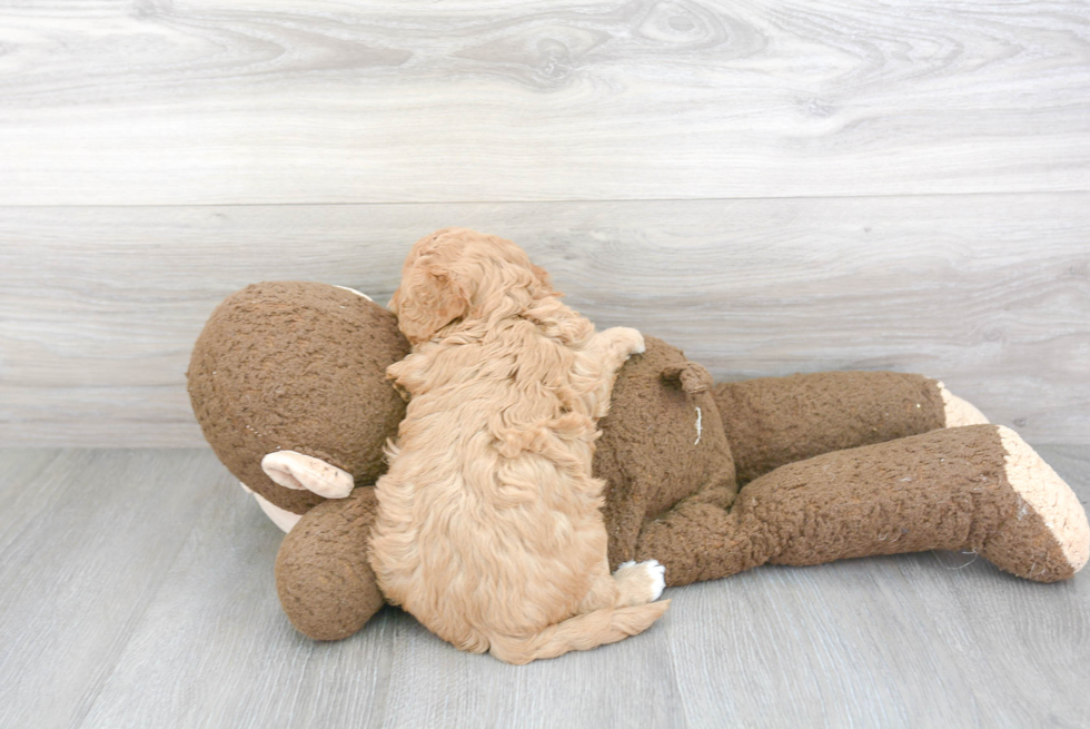 Cavapoo Pup Being Cute