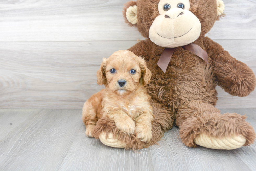 Adorable Cavoodle Poodle Mix Puppy