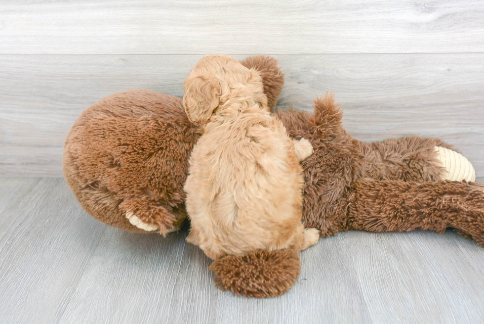 Hypoallergenic Cavoodle Poodle Mix Puppy