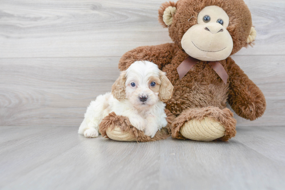 Cavapoo Pup Being Cute