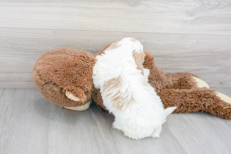 Funny Cavapoo Poodle Mix Pup