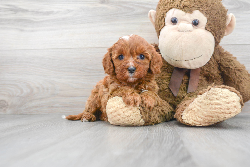 Adorable Cavoodle Poodle Mix Puppy