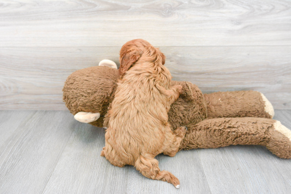 Friendly Cavapoo Baby