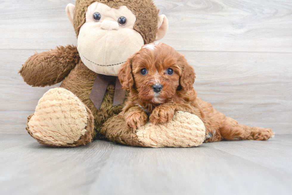 Funny Cavapoo Poodle Mix Pup