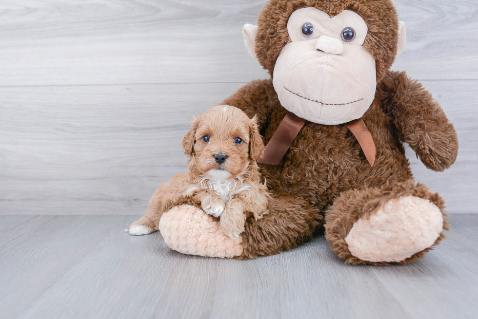 Playful Cavoodle Poodle Mix Puppy