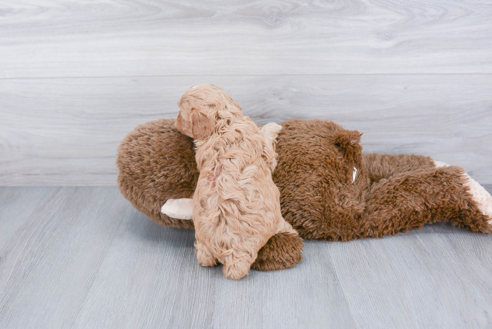 Cavapoo Pup Being Cute