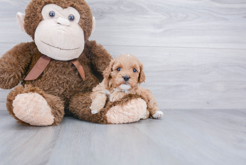 Little Cavoodle Poodle Mix Puppy