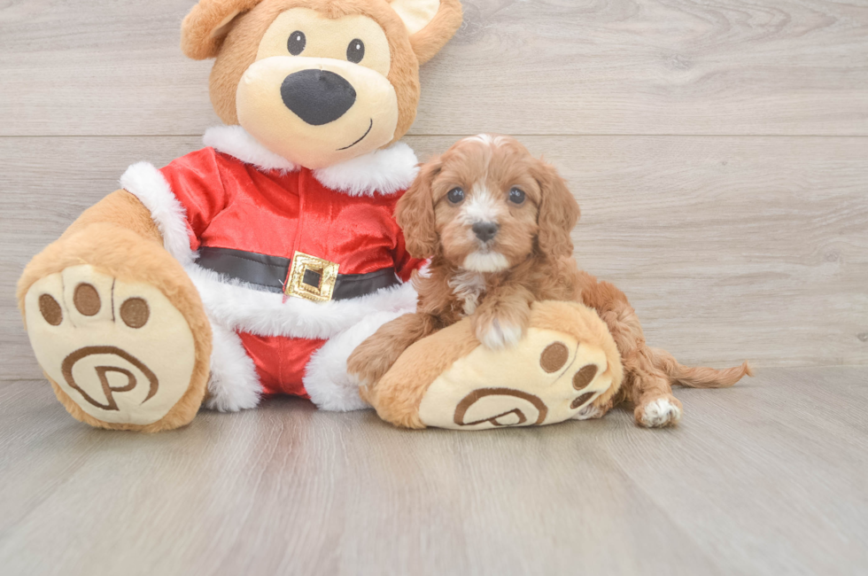 6 week old Cavapoo Puppy For Sale - Premier Pups