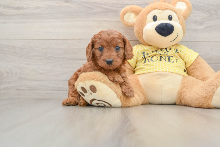 Cavapoo Pup Being Cute
