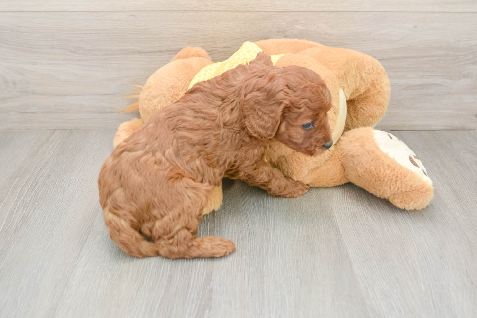 Little Cavipoo Poodle Mix Puppy