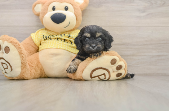DALE, a Cavapoo littermate