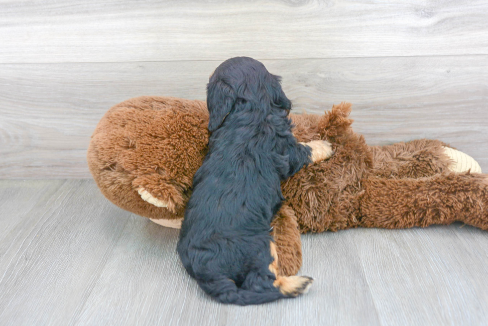 Cavapoo Pup Being Cute