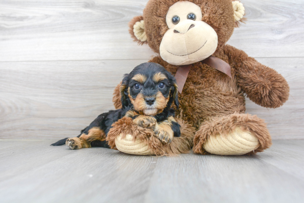 Cavapoo Puppy for Adoption