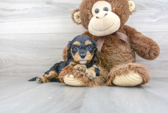 Cavapoo Puppy for Adoption