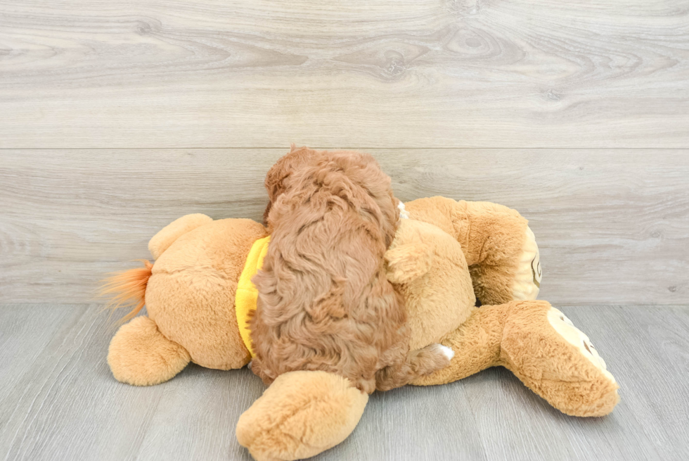 Energetic Cavoodle Poodle Mix Puppy