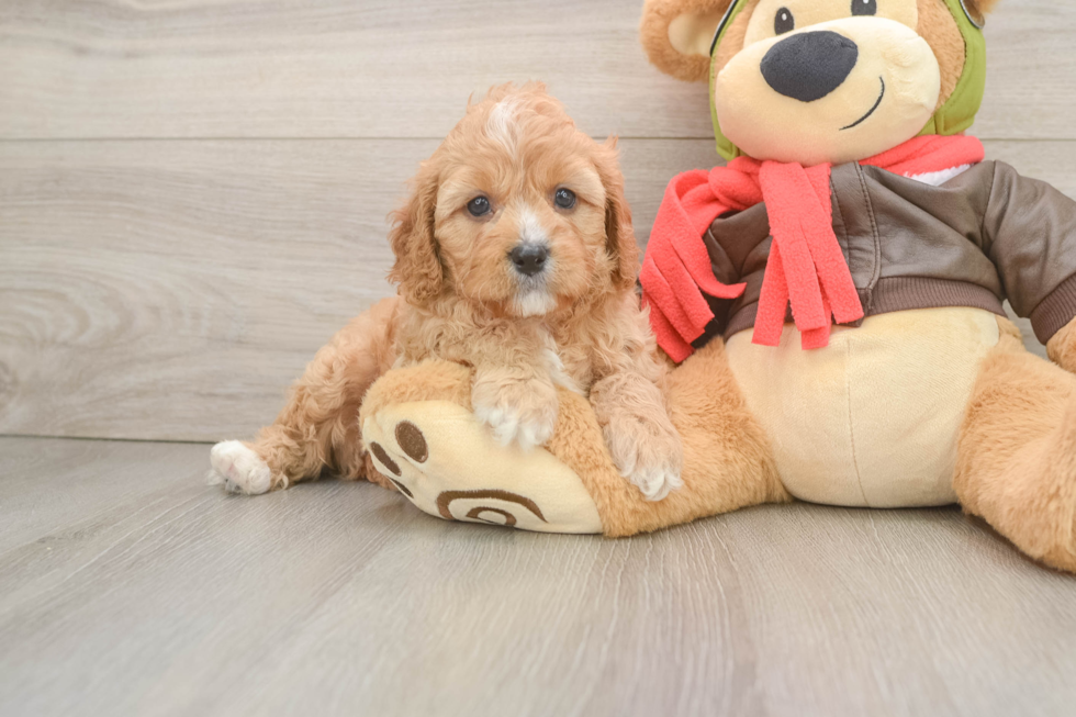Energetic Cavoodle Poodle Mix Puppy