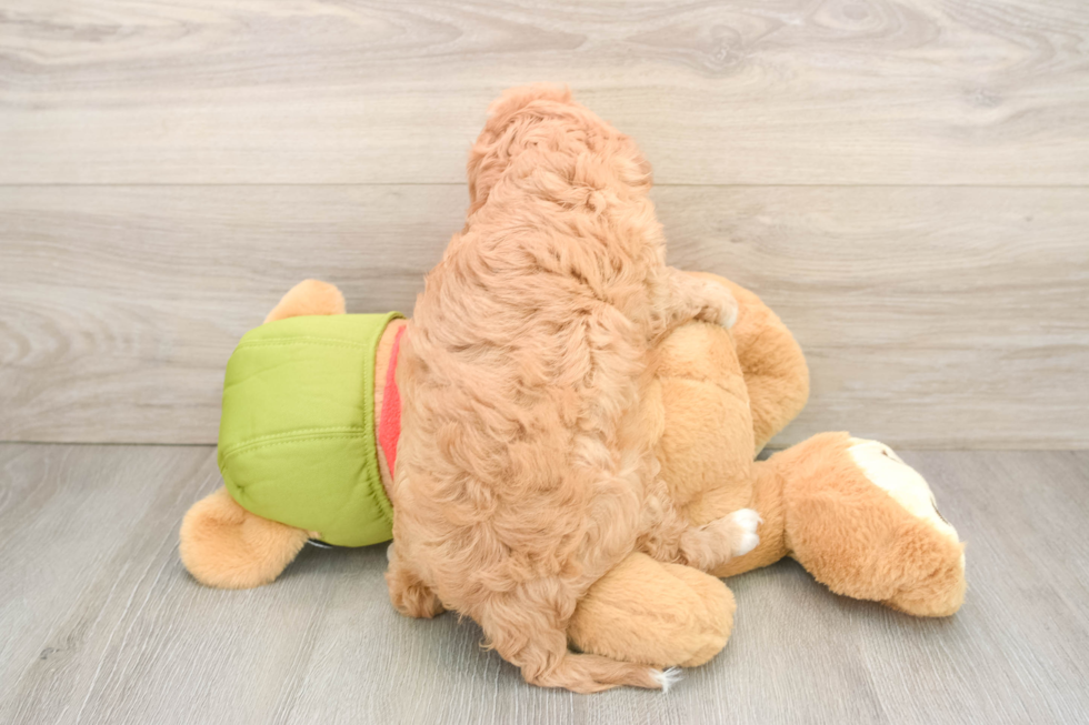 Popular Cavapoo Poodle Mix Pup