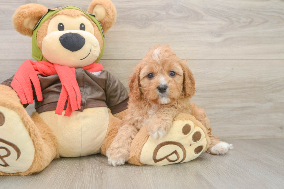 Playful Cavapoodle Poodle Mix Puppy